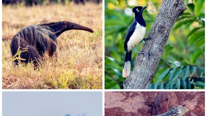 Alcoolvale realiza monitoramento de fauna e flora local