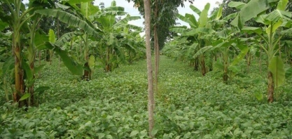 ESG/FAIRR: só 8% das companhias globais de alimentos têm metas para impulsionar agricultura regenerativa