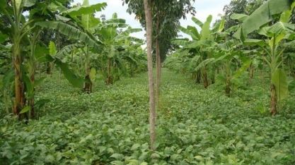 ESG/FAIRR: só 8% das companhias globais de alimentos têm metas para impulsionar agricultura regenerativa