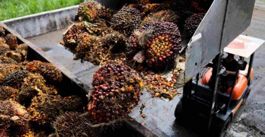 Importações de óleo de palma da Índia devem saltar com demanda crescente. REUTERS/Hasnoor Hussain