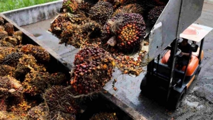 Índia deve ter queda de 6% nas importações de óleo vegetal na safra 2023/24