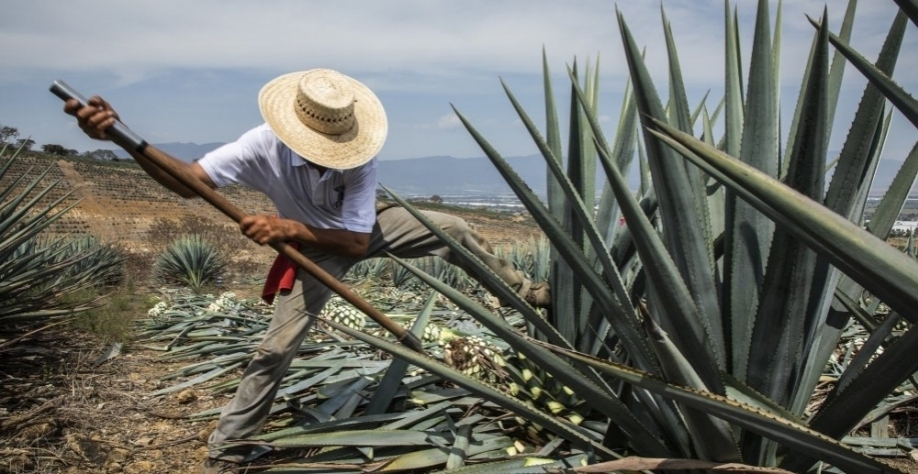O Agave é uma planta da especie das suculentas que é capaz de sobreviver em ambientes semiáridos como o do sertão brasileiro