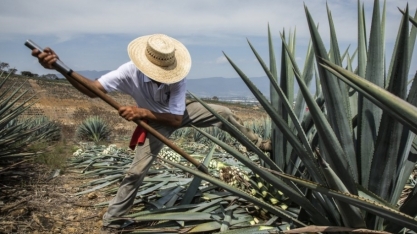 1ª biorrefinaria de etanol do sertão será instalada em 2024