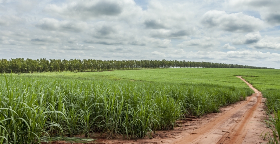 Organominerais constituem uma ferramenta essencial para superar os principais desafios dos produtores e usinas na atualidade. Foto: Arquivo CanaOnline