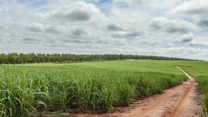 Produtores apostam nos fertilizantes organominerais na busca por ganhos agronômicos