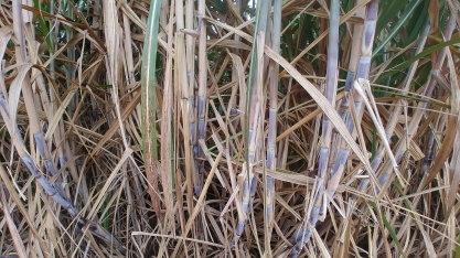 No mês de agosto, a produtividade dos canaviais no Centro-Sul foi de 90,5 toneladas de cana por hectare colhido