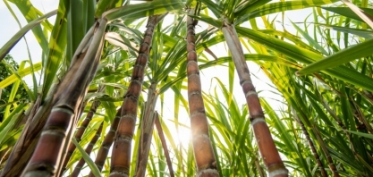 Automação e IA geram economia em usina de cana em Mato Grosso