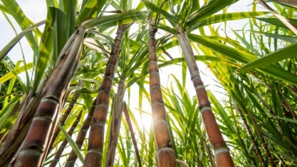Automação e IA geram economia em usina de cana em Mato Grosso