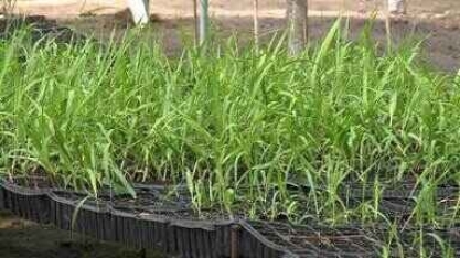 Estado de AL é escolhido para apresentação do projeto Campo do Futuro