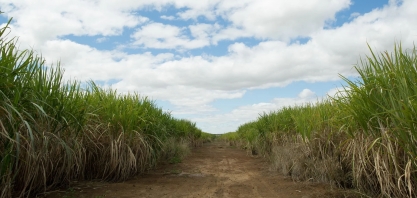 Produtividade dos canaviais do centro-sul registra alta de 23%