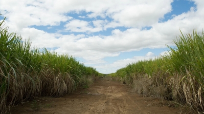 Produtividade dos canaviais do centro-sul registra alta de 23%