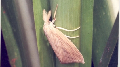 Fungo manipula insetos e plantas para infestar os canaviais, descobrem pesquisadores da USP