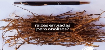 A quantidade certa de raízes e solo nas amostras para análise de nematoides