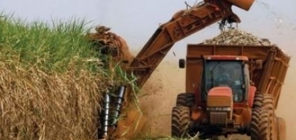 Moagem de cana em Minas Gerais alcança 51,5 mi/ton e supera expectativas