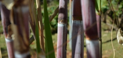 Orplana promete “raio-x” detalhado sobre produtores de cana-de-açúcar