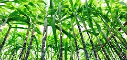 Hamburgueria de Nova York testa óleo de cana-de-açúcar para fazer batata frita