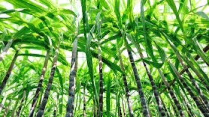 Hamburgueria de Nova York testa óleo de cana-de-açúcar para fazer batata frita