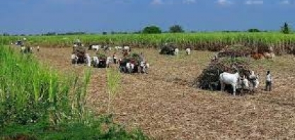 Índia diz que produção de açúcar deve melhorar devido a boas chuvas em setembro