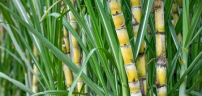 Projeto Brazil Sugarcane promove missão na Costa Rica com 20 empresas brasileiras