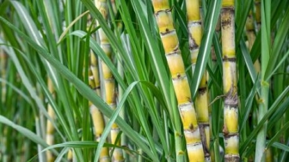 Projeto Brazil Sugarcane promove missão na Costa Rica com 20 empresas brasileiras
