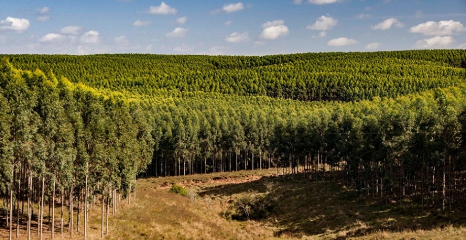 Área plantada da silvicultura somou 9,5 milhões de hectares, dos quais 77,3% são de eucalipto, e valor de produção atingiu R$ 27,4 bilhões - Foto: Fernando Dias/Ascom-Sepadr