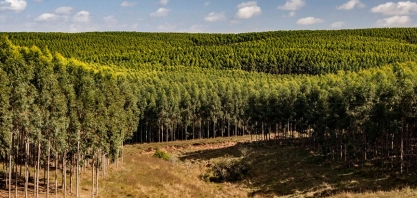 Valor de produção da silvicultura e da extração vegetal cresce 11,9% e atinge recorde de R$ 33,7 bilhões