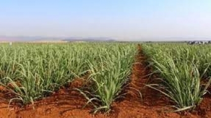 Cana: programa do IAC divulga pesquisa inédita com usinas mais produtivas e entrega prêmio