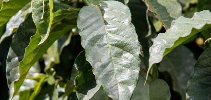 Biofertilizante para a cultura do café apresenta melhora significativa na qualidade do grão e 23% a mais de ganho em produtividade, segundo pesquisas