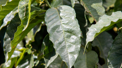 Biofertilizante para a cultura do café apresenta melhora significativa na qualidade do grão e 23% a mais de ganho em produtividade, segundo pesquisas