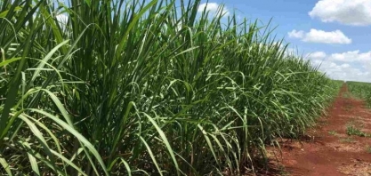 Mercado global de açúcar tem déficit logístico com gargalos no Brasil