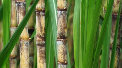 CanaOnline fará levantamento histórico sobre a evolução do setor, que resultará no livro: Cana de Tudo: Do açúcar ao Infinito