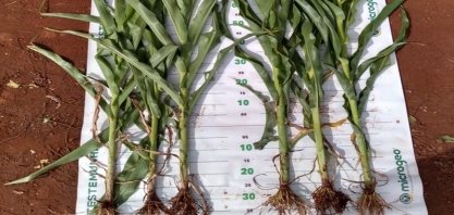 Biotecnologia Microgeo® impulsiona a produtividade de grãos no interior de SP