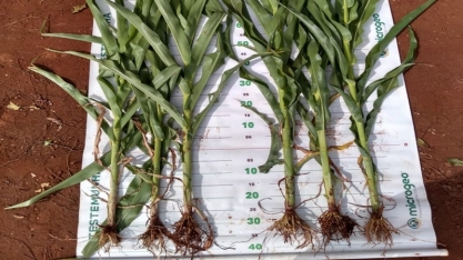 Biotecnologia Microgeo® impulsiona a produtividade de grãos no interior de SP