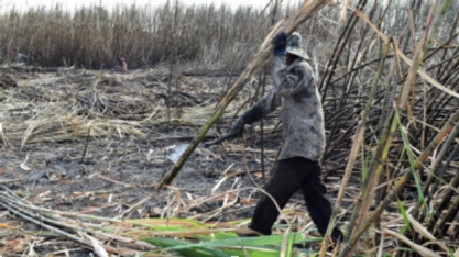 Tailândia aumenta preços do açúcar em 20%