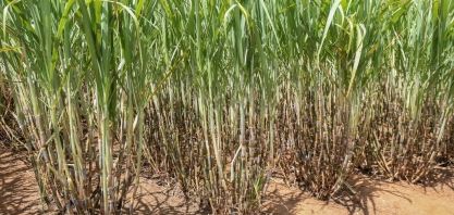 Cana/CTC: produtividade média no centro-sul em setembro é 21% superior ao de igual mês da safra passada