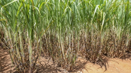 Cana/CTC: produtividade média no centro-sul em setembro é 21% superior ao de igual mês da safra passada
