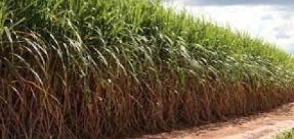 Cana/NovaBio: processamento aumenta 10,2% no Norte e Nordeste, para 16,48 milhões de toneladas