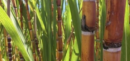 Produção de açúcar no Norte-Nordeste cresce 20% no acumulado da safra 2023/24 até setembro, diz NovaBio