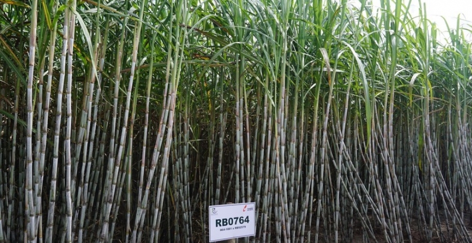 Cana - Foto: Assessoria