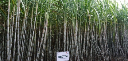 Consecana-AL/SE: ATR de outubro tem alta de 1,6%