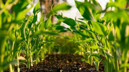 CCAS destaca importância do 'Fórum Bioinsumos no Agro', que acontece na próxima semana