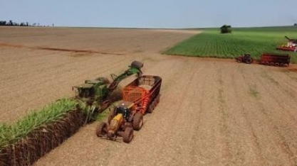 Colheita de cana-de-açúcar avança com expectativa de crescimento no Paraná 