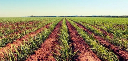 Embrapa-Dourados sediará o 4º Seminário Cana MS no próximo dia 26
