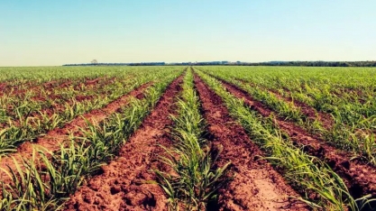 Embrapa-Dourados sediará o 4º Seminário Cana MS no próximo dia 26