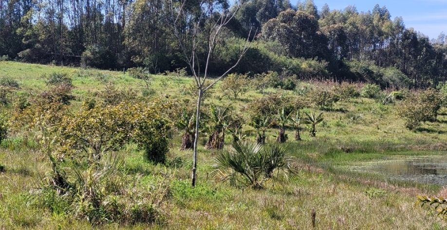 Sistemas Agroflorestais no bioma Pampa, São Lourenço do Sul (RS). Foto: Patricia Pinheiro