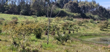 Recuperação de florestas pode gerar mais de 5 milhões de empregos