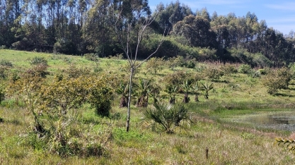 Recuperação de florestas pode gerar mais de 5 milhões de empregos