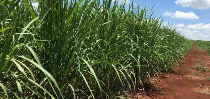 Porto de Açu no RJ terá usina de biometano a partir da cana-de-açúcar