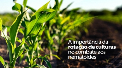 A importancia da rotação de culturas no combate aos nematóides