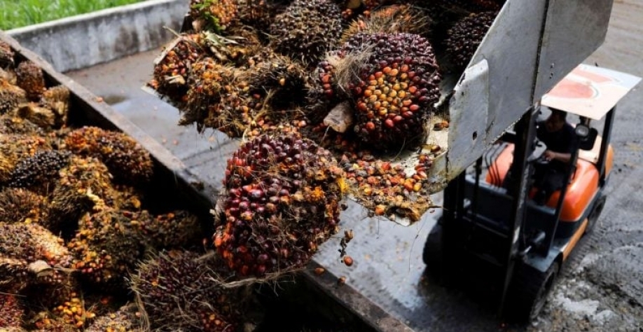 Atualmente, a Chicago Mercantile Exchange, que se fundiu com a Chicago Board of Trade, oferece o contrato futuro de óleo de soja mais líquido, que é usado pelo setor como referência. Hasnoor Hussain/Reuters